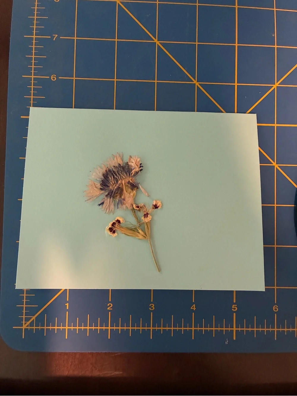 Handmade Pressed Flowers on Blank Note Card - Minimal Botanical Stationery
